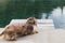 Longhaired Dapple Dachshund Approaching a Pool of Water