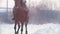 Longhaired female rider wild and fast riding black horse through the snow, slow-motion
