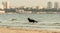 Longhaired German Shepherd at  city beach