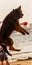 Longhaired German Shepherd dog jumping at beach