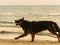 Longhaired German Shepherd dog running along beach