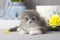 Longhaired Scottish fold kitten close-up on gray background