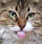 Longhaired tabby cat lying with tongue out