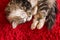 Longhaired tabby cat resting curled up on red carpet
