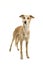 Longhaired whippet dog standing on a white background