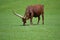 Longhorn / African Ankole Watusi Cattle