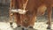Longhorn beef cattle close-up