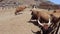 Longhorn beef cattle in ranch
