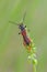 Longhorn beetle