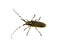 Longhorn beetle