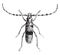 Longhorn beetle Alpine, vintage engraving