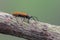 Longhorn beetle - Anaesthetis testacea