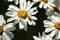 Longhorn beetle on daisies