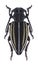 Longhorn beetle Dorcadion auratum female