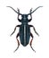 Longhorn beetle Dorcadion cinerarium (male)