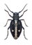 Longhorn beetle Dorcadion equestre (female)