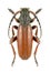 Longhorn beetle Dorcadion fulvum canaliculatum