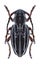 Longhorn beetle Dorcadion niveisparsum female