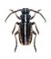 Longhorn beetle Dorcadion pusillum (male)