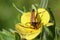 A longhorn beetle feeds on pollen on a yellow flower