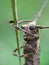 Longhorn Beetle head