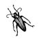 Longhorn beetle Icon