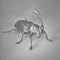Longhorn beetle isolated on grayscale