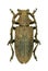 Longhorn beetle Lamia textor