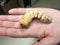 Longhorn beetle larva on a human hand