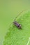 longhorn beetle - Leiopus nebulosus