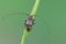 Longhorn beetle - Leiopus nebulosus