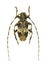 Longhorn beetle Leiopus nebulosus