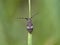 Longhorn beetle, Leiopus nebulosus