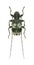 Longhorn beetle Leiopus punctulatus