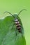 longhorn beetle - Leptura quadrifasciata