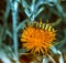 the longhorn beetle (Leptura quadrifasciata), yellow beetle with black stripes on a yellow flower