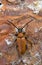 Longhorn beetle(Leptura rubra) macro