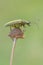 longhorn beetle - Lepturobosca virens