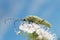 The longhorn beetle Lepturobosca virens feeding on plant, blue sky in the background