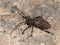 Longhorn beetle (long-horned, longhorn beetles, longicorns) Moechotypa diphysis