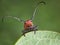Longhorn Beetle on milkweed