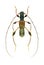 Longhorn beetle Molorchus minor