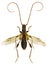 Longhorn Beetle Molorchus on white Background