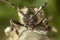 Longhorn beetle portrait on a tree branch