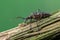 longhorn beetle - Rhagium bifasciatum