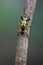 Longhorn beetle - Spotted Longhorn - Rutpela maculata