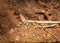 A longhorn beetle on a stick in the arid Australian Outback.