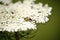 Longhorn beetle Stictoleptura fulva