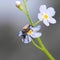 Longhorn beetle, Stictoleptura maculicornis