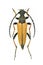 Longhorn beetle Stictoleptura rubra